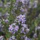 Olearia ramulosa
