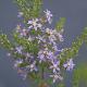 Olearia ramulosa