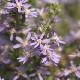 Olearia ramulosa