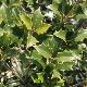 Osmanthe � feuilles de houx