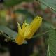 Passiflore � fleurs jaunes