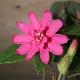 Passiflore � fleurs doubles Pink Passion