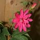 Passiflore � fleurs doubles Pink Passion