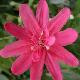 Passiflore � fleurs doubles Pink Passion