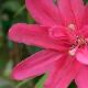 Passiflore � fleurs doubles Pink Passion