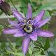 Passiflore Victoria