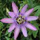 Passiflore Victoria