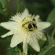 Passiflore blanche Constance Elliott