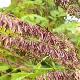 Pennisetum setaceum