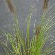 Pennisetum Moundry