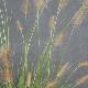 Pennisetum Ren� Guy Cadou