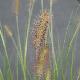 Pennisetum Ren� Guy Cadou