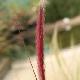 Pennisetum pourpre