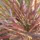 Pennisetum pourpre
