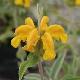 Phlomis Bourgaie
