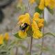 Phlomis Bourgaie