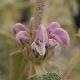 Phlomis � fleurs roses