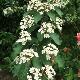 Photinia villosa