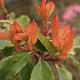 Photinia villosa