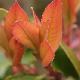 Photinia villosa