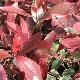 Photinia Pink Marble