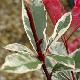 Photinia Pink Marble