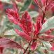 Photinia Pink Marble