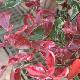 Photinia Pink Marble