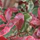 Photinia Pink Marble