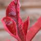Photinia Pink Marble