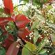 Photinia Red Robin
