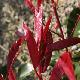 Photinia Red Robin