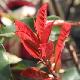 Photinia Red Select