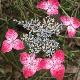 Hortensia � fleurs plates Beni-Gaku