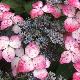Hortensia � fleurs plates Beni-Gaku