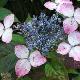 Hortensia � fleurs plates Beni-Gaku