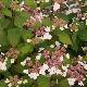 Hortensia � fleurs plates Beni-Gaku