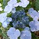 Hortensia blauling