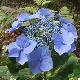 Hortensia Blaumeise