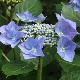 Hortensia Blaumeise