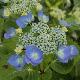 Hortensia Blaumeise