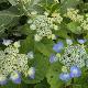 Hortensia Blaumeise