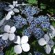 Hortensia � fleurs plates Blue Bird