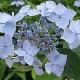 Hortensia � fleurs plates Blue Deckle