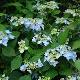 Hortensia � fleurs plates Blue Deckle