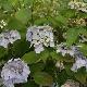 Hortensia � fleurs plates Blue Deckle