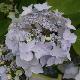 Hortensia � fleurs plates Blue Deckle