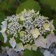Hortensia � fleurs plates Blue Deckle