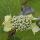 Hortensia � fleurs plates Blue Deckle