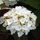 Hortensia Imp�ratrice Eugenie